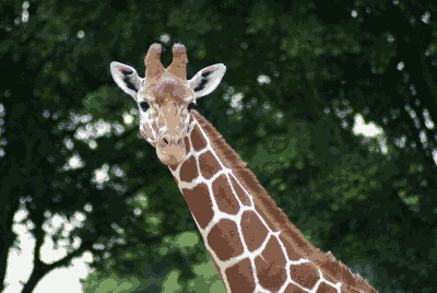 giraffe_32.png