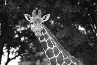 giraffe_bw_quality_10.jpg