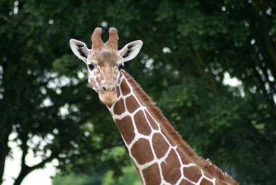 giraffe_quality_70.jpg