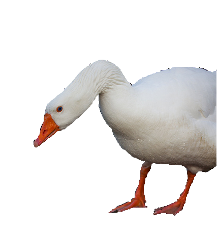 goose